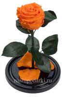 картинка Роза Premium Выс*Диам*Бутон (27*15*6-7см) Цвет оранжевая