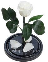 картинка  100% Роза Premium Выс*Диам*Бутон (27*15*6-7см) Цвет белая 