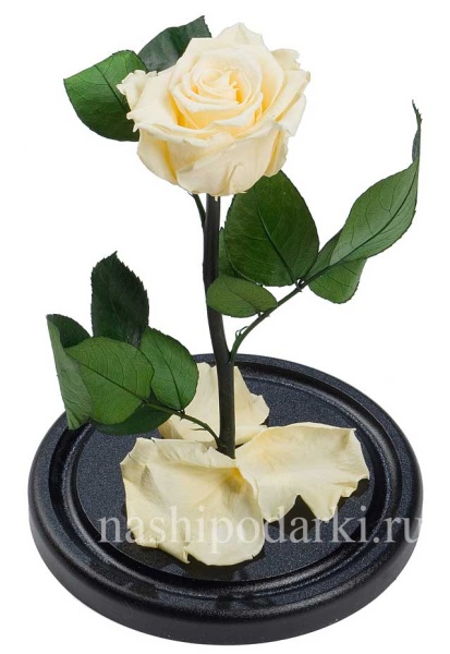 картинка Роза Premium Выс*Диам*Бутон (27*15*6-7см) Цвет кремовая подарки