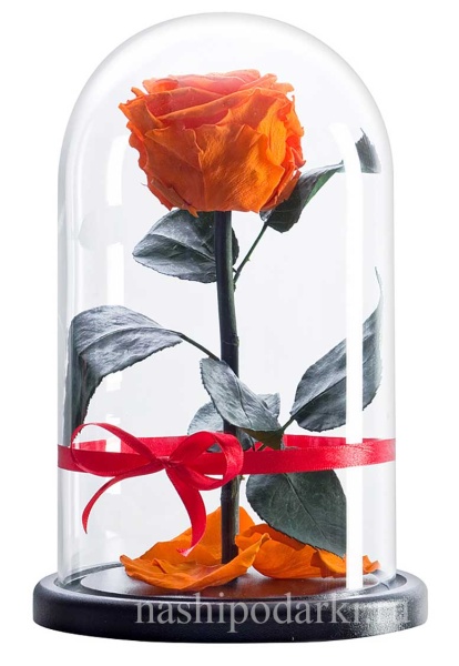 картинка Роза Premium Выс*Диам*Бутон (27*15*6-7см) Цвет оранжевая подарки