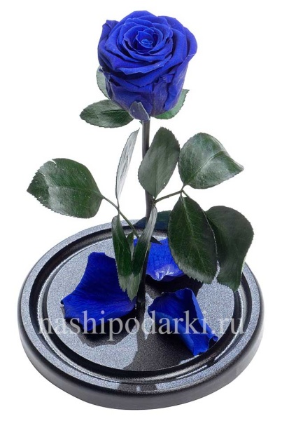картинка Роза Premium Выс*Диам*Бутон (27*15*6-7см) Цвет синяя подарки