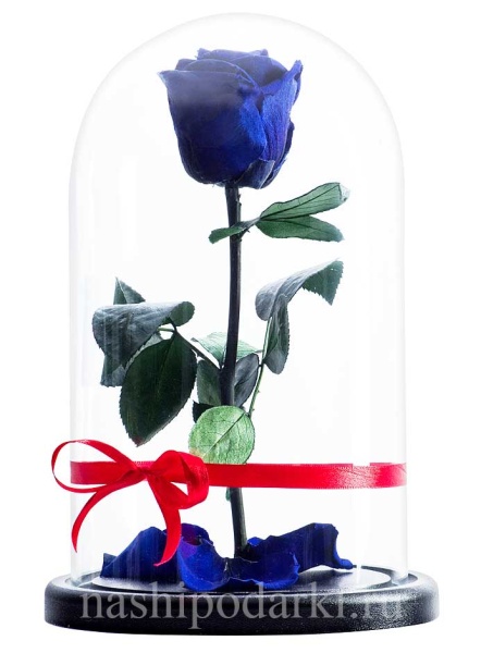 картинка Роза Premium Выс*Диам*Бутон (27*15*6-7см) Цвет синяя подарки